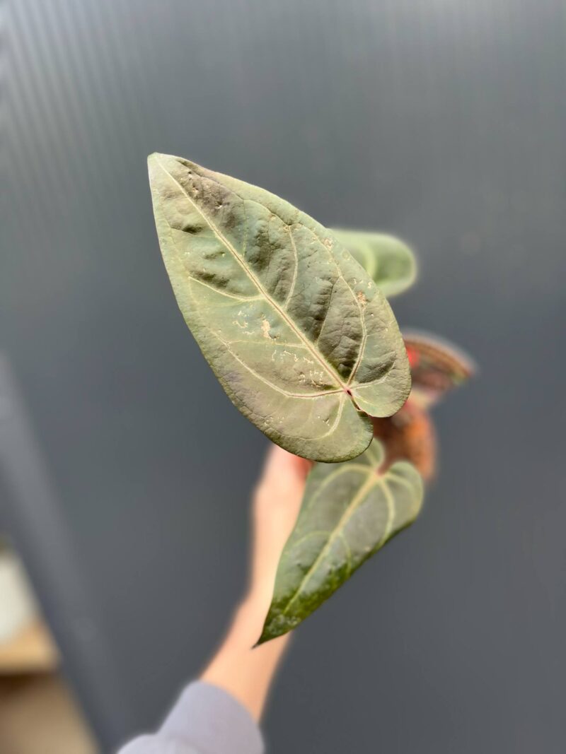 Dockblock Anthurium Dark Handsome® ‘9’ x Red Velvet Cake® ’24’