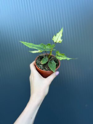 Alocasia Jacklyn Ghost