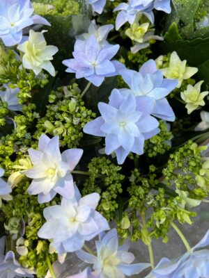 Hortensja Ogrodowa | Hydrangea macrophylla ‘Elleair Anniversary’