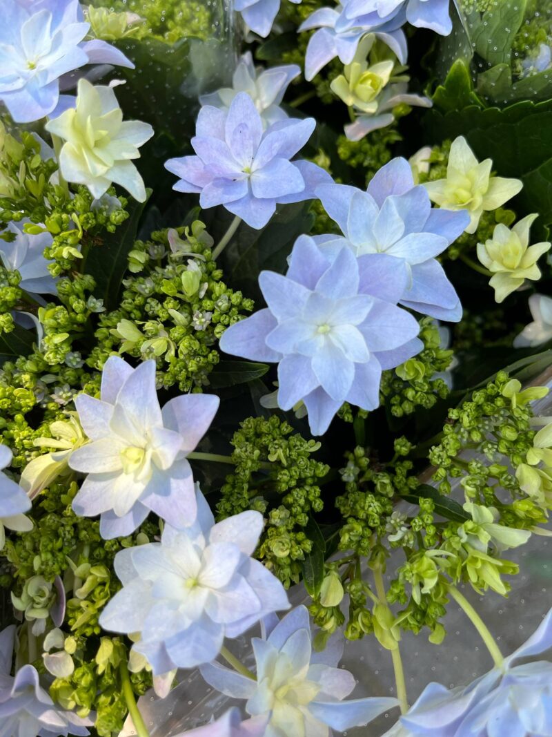 Hortensja Ogrodowa | Hydrangea macrophylla ‘Elleair Anniversary’