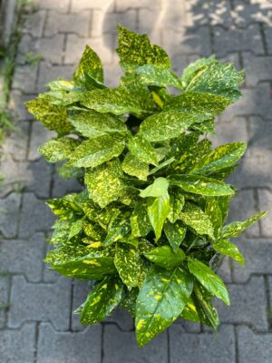 Aucuba japońska ‘Crotonifolia’