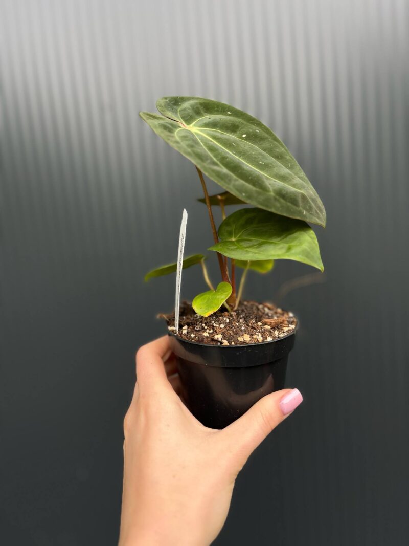 Anthurium ‘Eureka’ x Papillilaminum