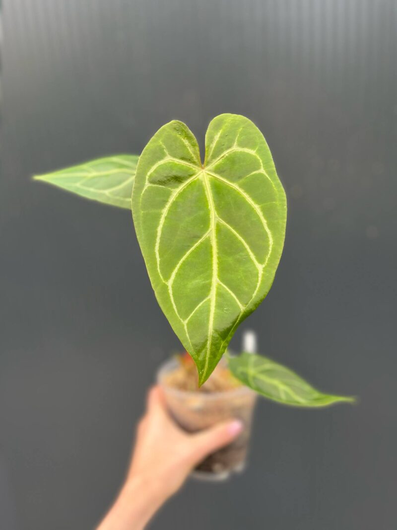 Anthurium Magnificum