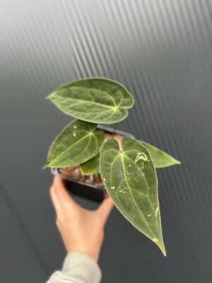 Anthurium Magnificent Girl ‘Inverse Crossing’ x  Anthurium papillilaminum