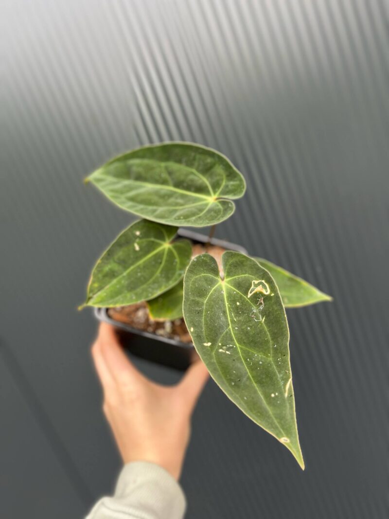 Anthurium Magnificent Girl ‘Inverse Crossing’ x  Anthurium papillilaminum