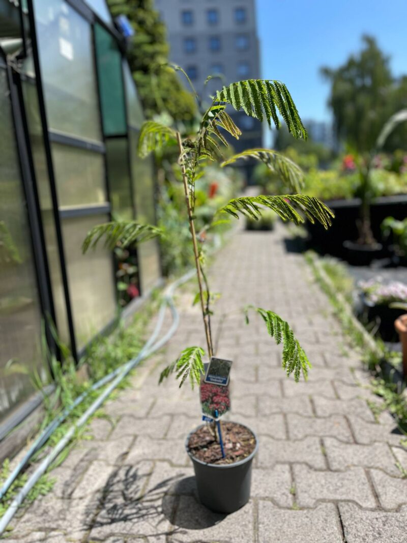 Albicja jedwabista (Albizia julibrissin)