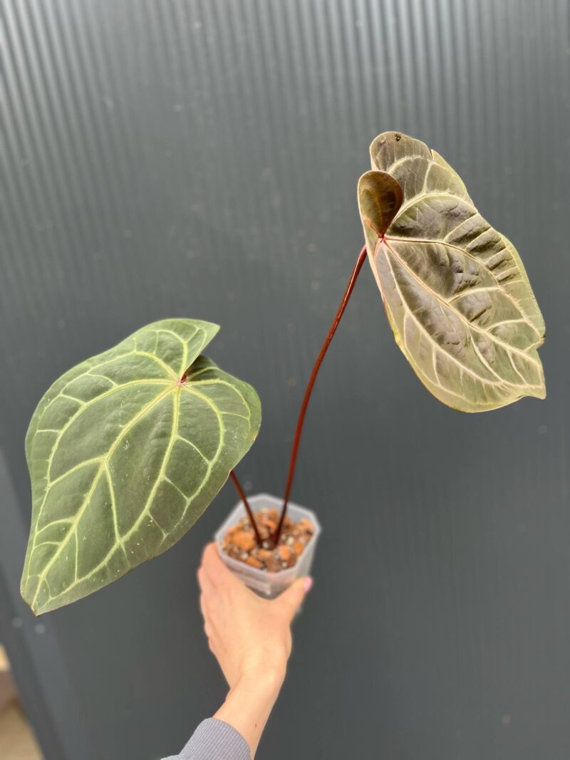 Dockblock Anthurium Purple Rain® ’27 x Michelle® ‘1’