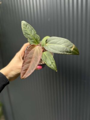 Anthurium Cuyabeno Soul