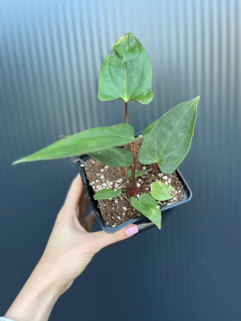 Anthurium Luis’s Mustache (Anth. papillilaminum x Anth. pinkleyii)