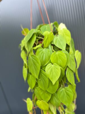 Philodendron Scandens Lemon Lime