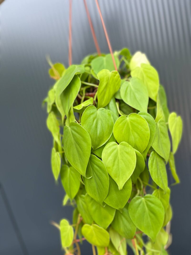 Philodendron Scandens Lemon Lime