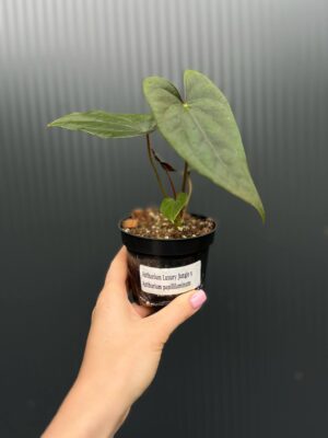 Anthurium Luxury Jungle x Papillilaminum