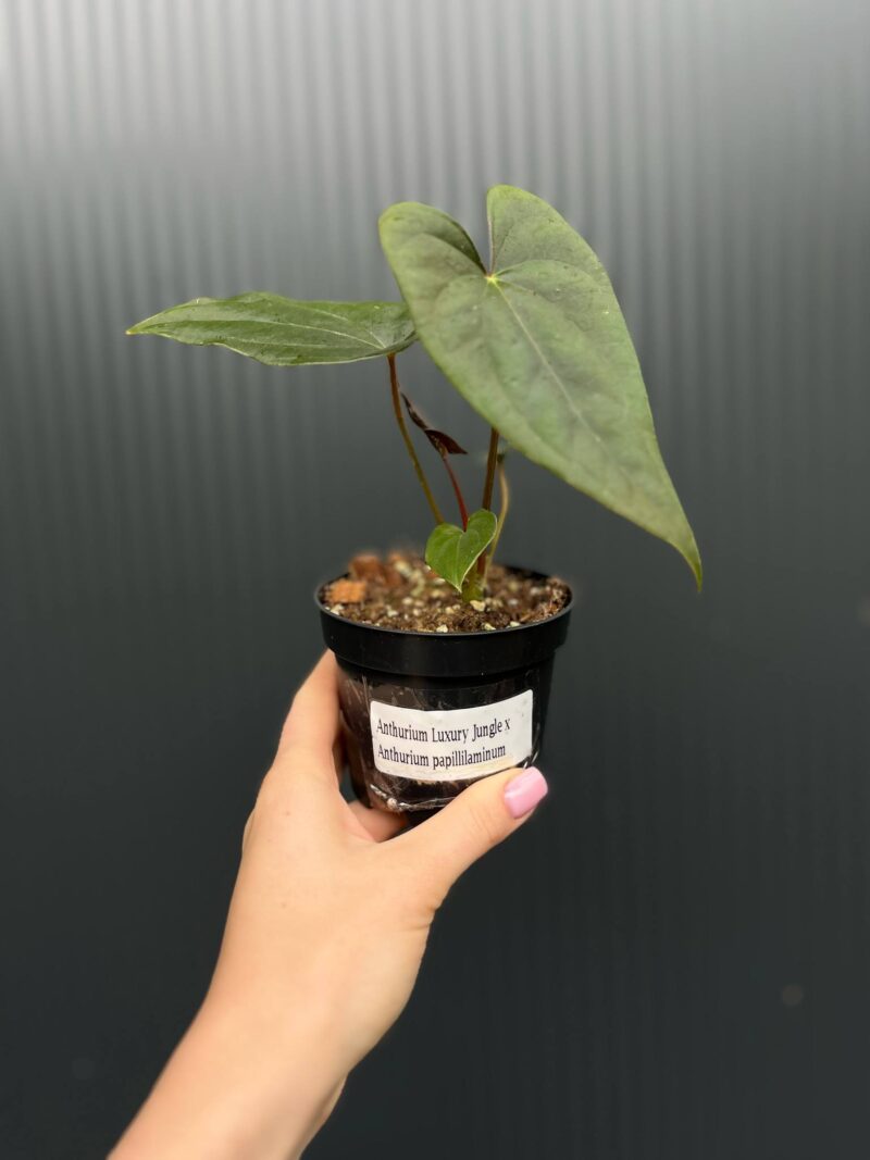 Anthurium Luxury Jungle x Papillilaminum