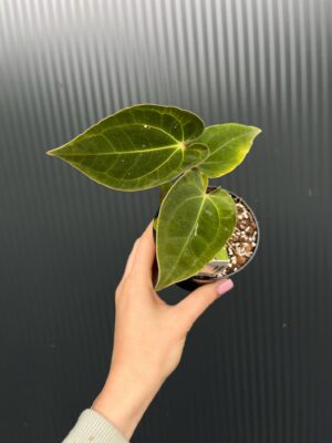 Anthurium ‘Eureka’ x Papillilaminum