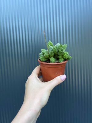 Sukulent ADROMISCHUS marianae herrei ‘Red Coral’