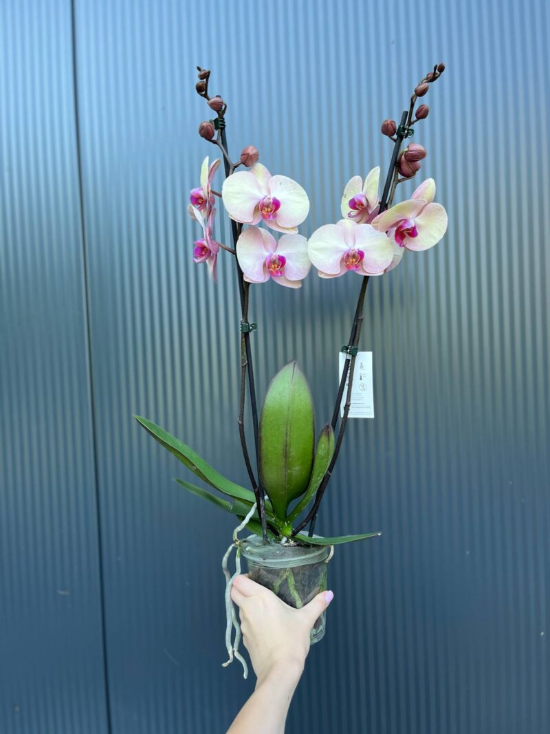 Phalaenopsis midsummer night | Storczyk