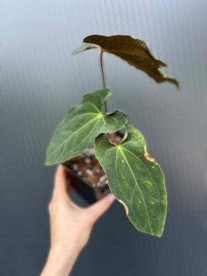 Anthurium besseae aff × Anthurium Papillilaminum