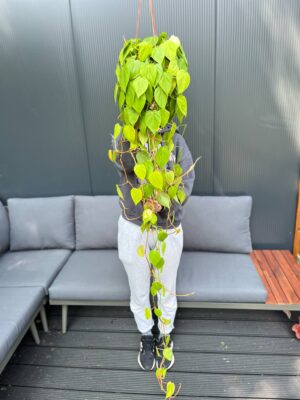 Philodendron Scandens Lemon Lime