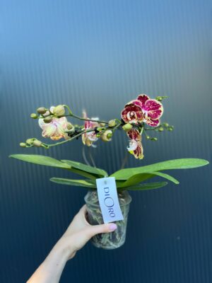 Phalaenopsis Dioro Magnifique | Storczyk