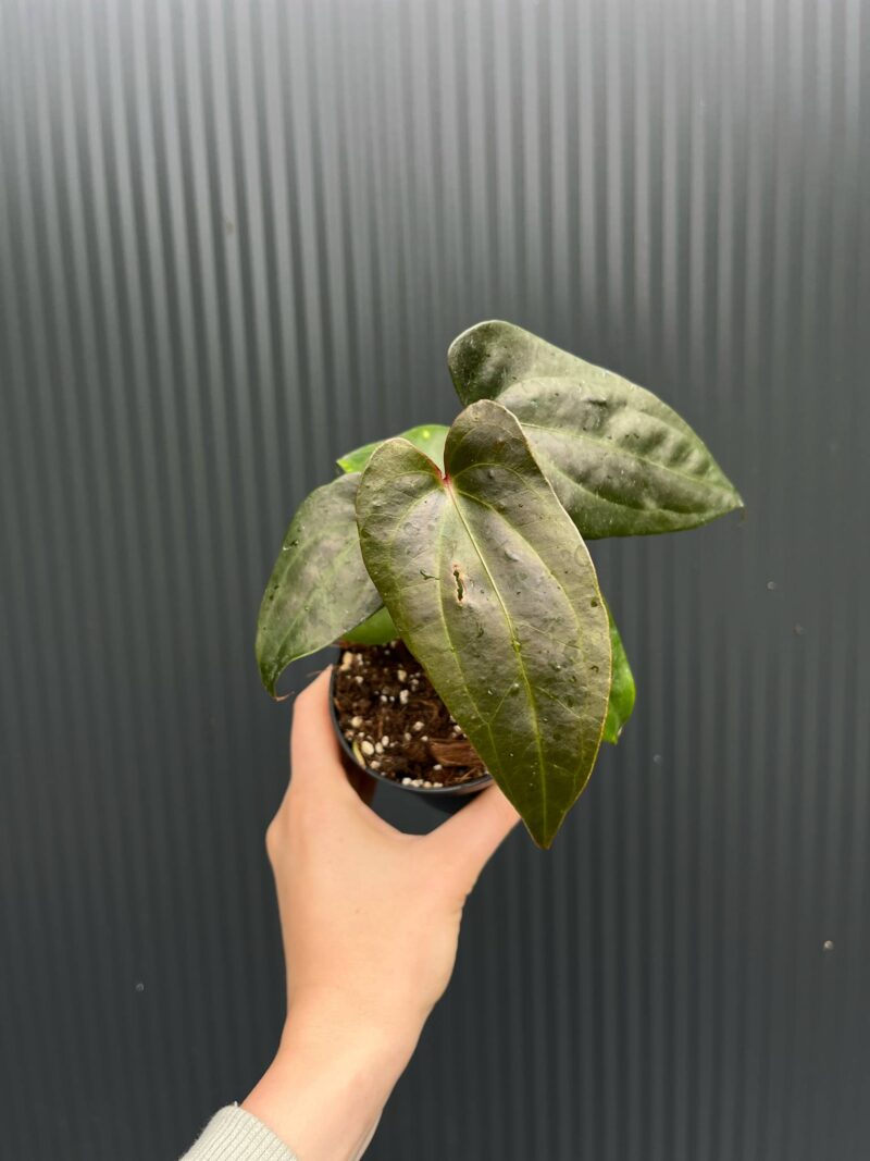 Anthurium ‘Gigi Dreams’