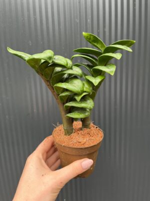 Zamioculcas Zenzi