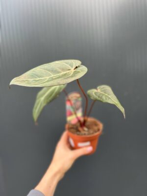 Dockblock Anthurium Dark Handsome® ‘9’ x Red Velvet Cake® ’24’