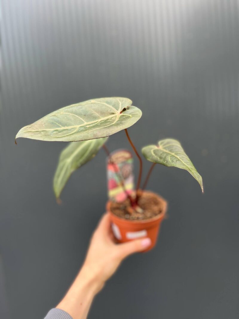 Dockblock Anthurium Dark Handsome® ‘9’ x Red Velvet Cake® ’24’