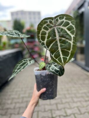 Dockblock Anthurium Michelle® ’11’ x Michelle® ‘1’