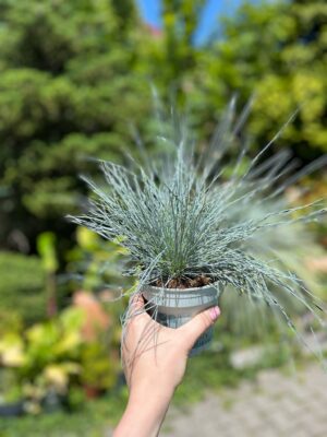 Kostrzewa sina ‘Compacta Blue’