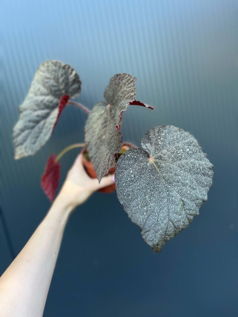 Begonia ‘Taconite’