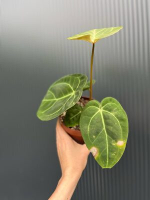 Anthurium Red Gunsal