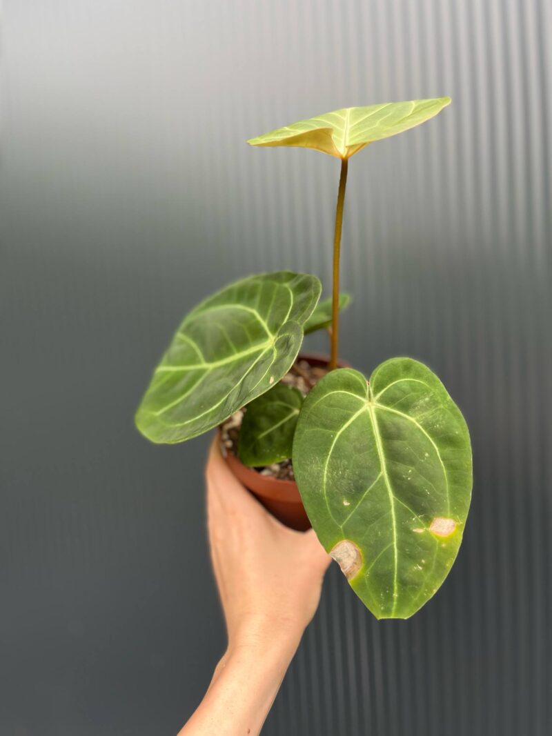 Anthurium Red Gunsal