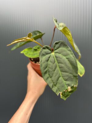 Anthurium Red Gunsal