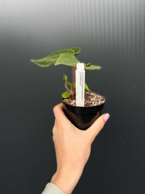 Anthurium ‘Eureka’ x Papillilaminum