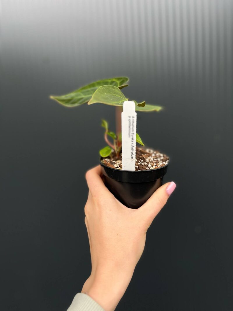 Anthurium ‘Eureka’ x Papillilaminum