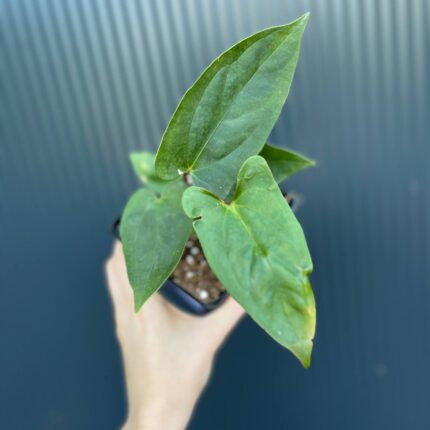 Anthurium Luis’s Mustache (Anth. papillilaminum x Anth. pinkleyii)