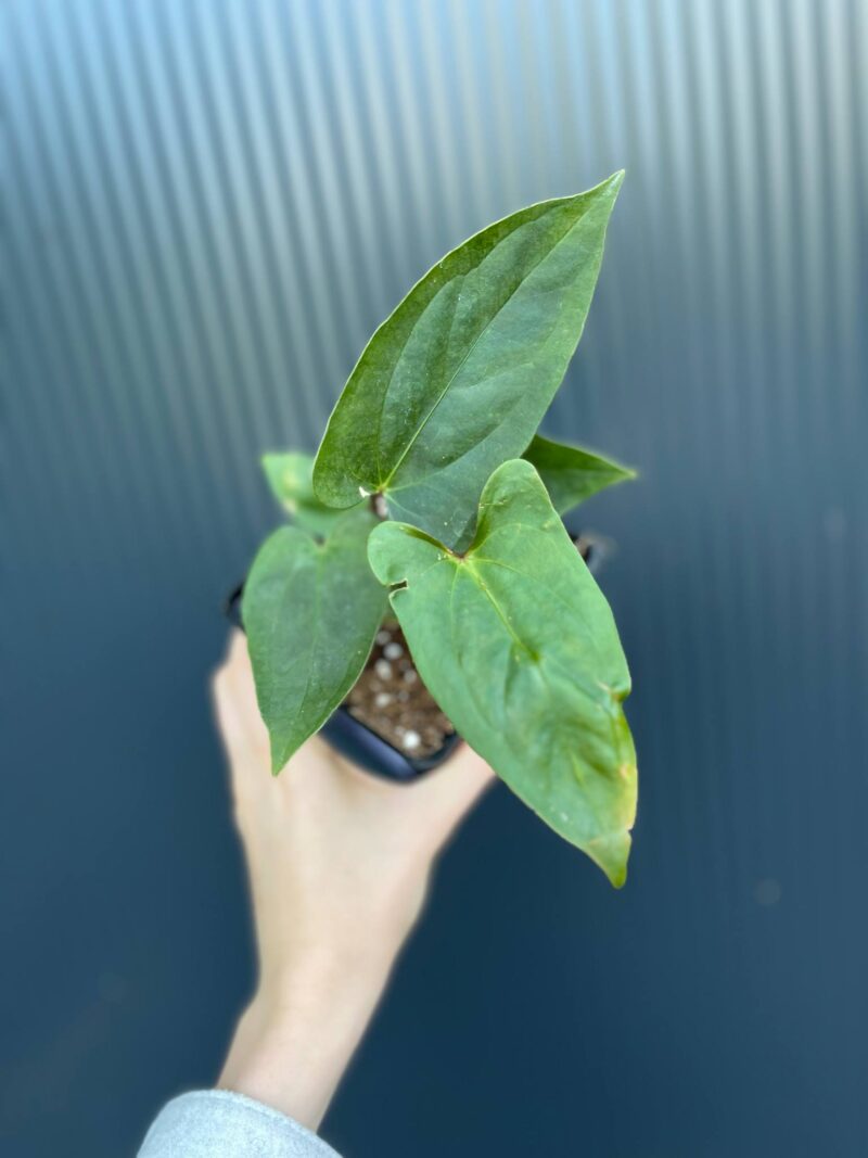 Anthurium Luis’s Mustache (Anth. papillilaminum x Anth. pinkleyii)