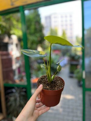 Monstera Aurea Variegata POM POM