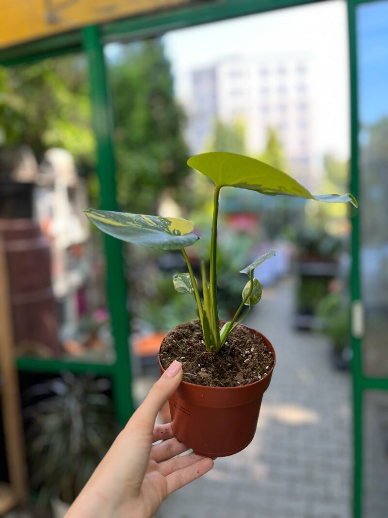 Monstera Aurea Variegata POM POM