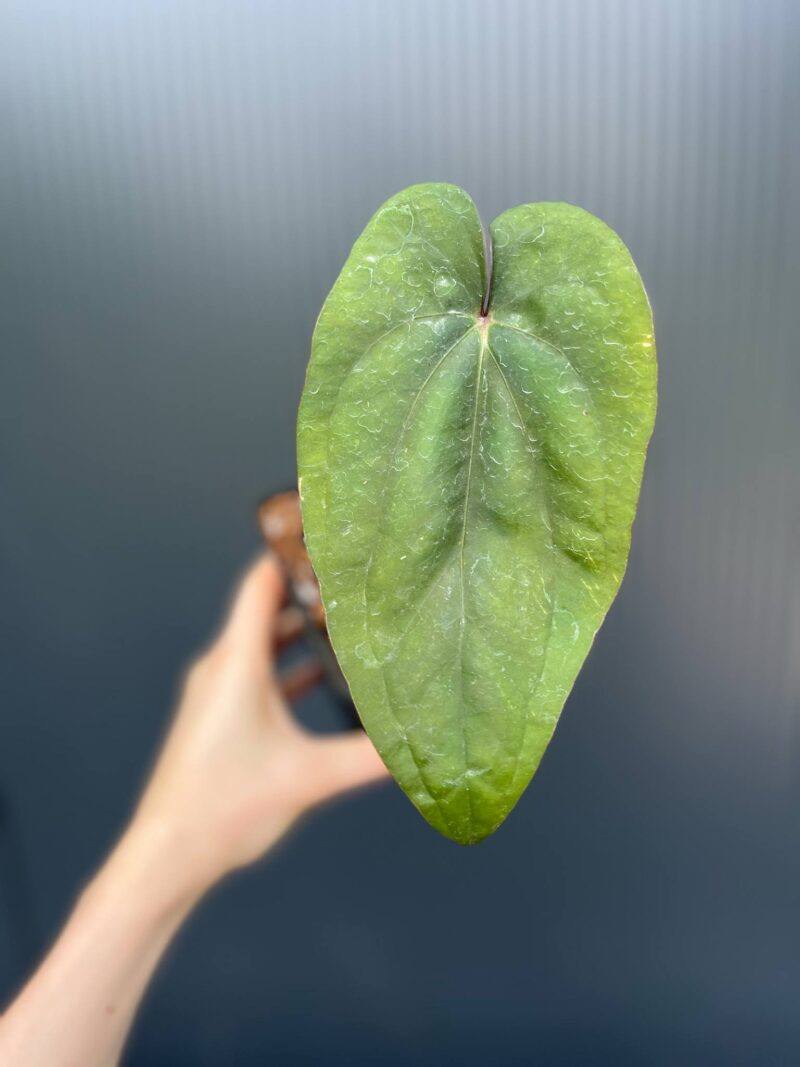 Anthurium nigrolaminum ‘Gigi’ x Anthurium Dressleri