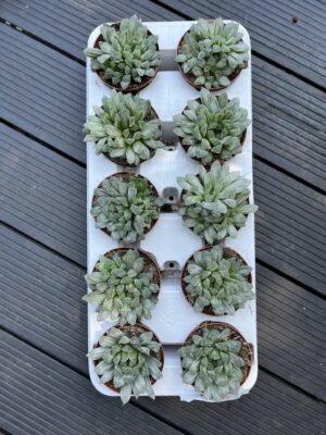 Haworthia cymbiformis