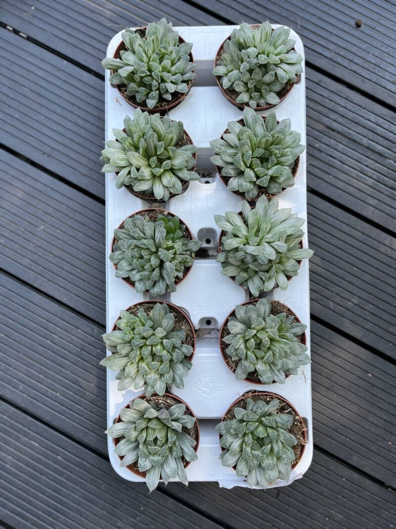 Haworthia cymbiformis