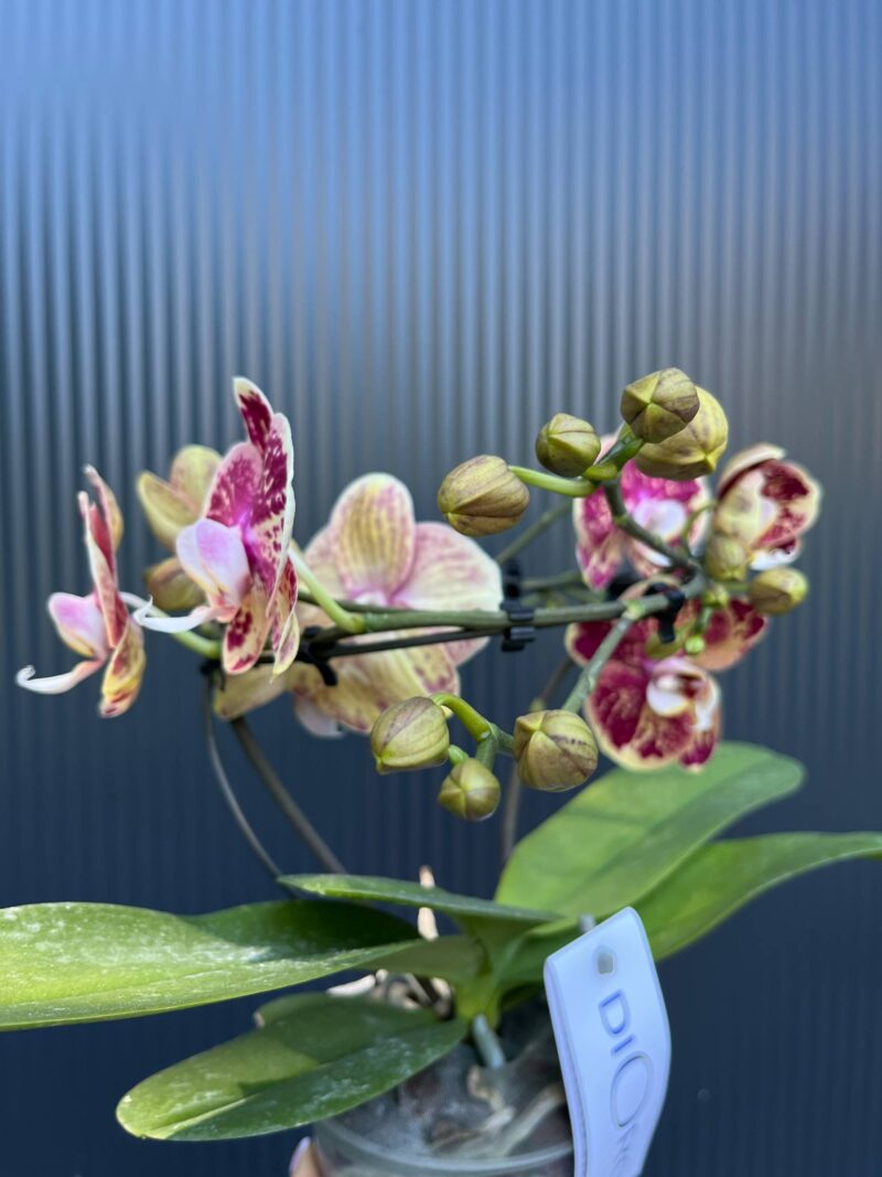 Phalaenopsis Dioro Magnifique | Storczyk