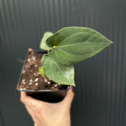 Anthurium Eureka x Dressleri