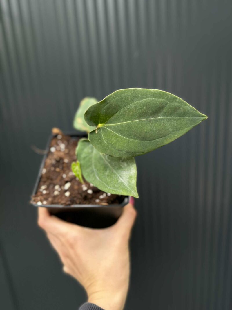 Anthurium Eureka x Dressleri