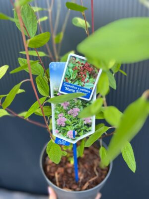 Prusznik różowy | Ceanothus pallidus ‘Marie Simon’