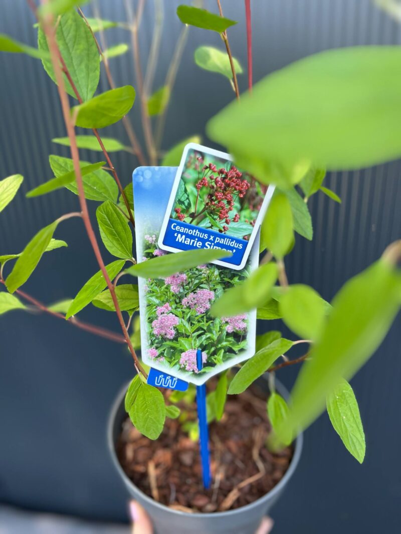 Prusznik różowy | Ceanothus pallidus ‘Marie Simon’