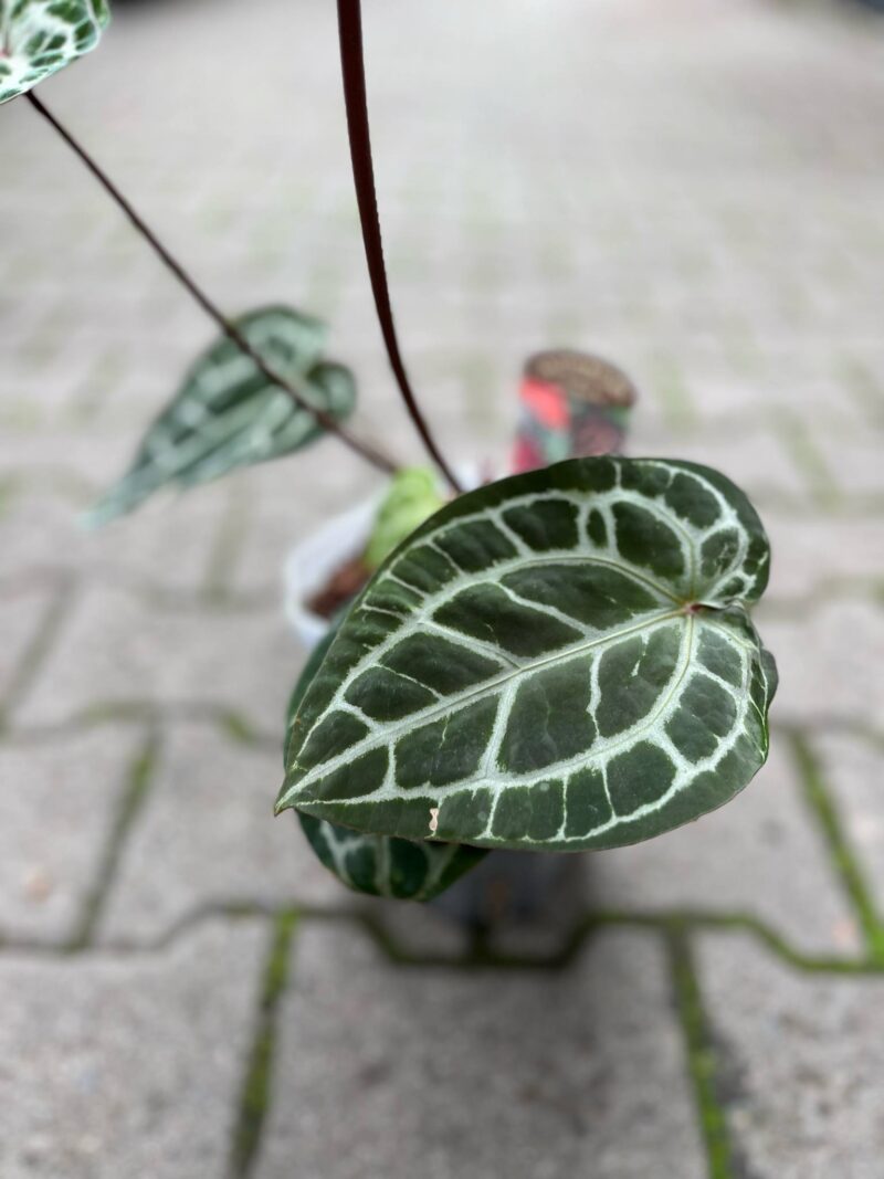 Dockblock Anthurium Michelle® ’11’ x Michelle® ‘1’