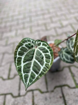 Dockblock Anthurium Michelle® ’11’ x Michelle® ‘1’