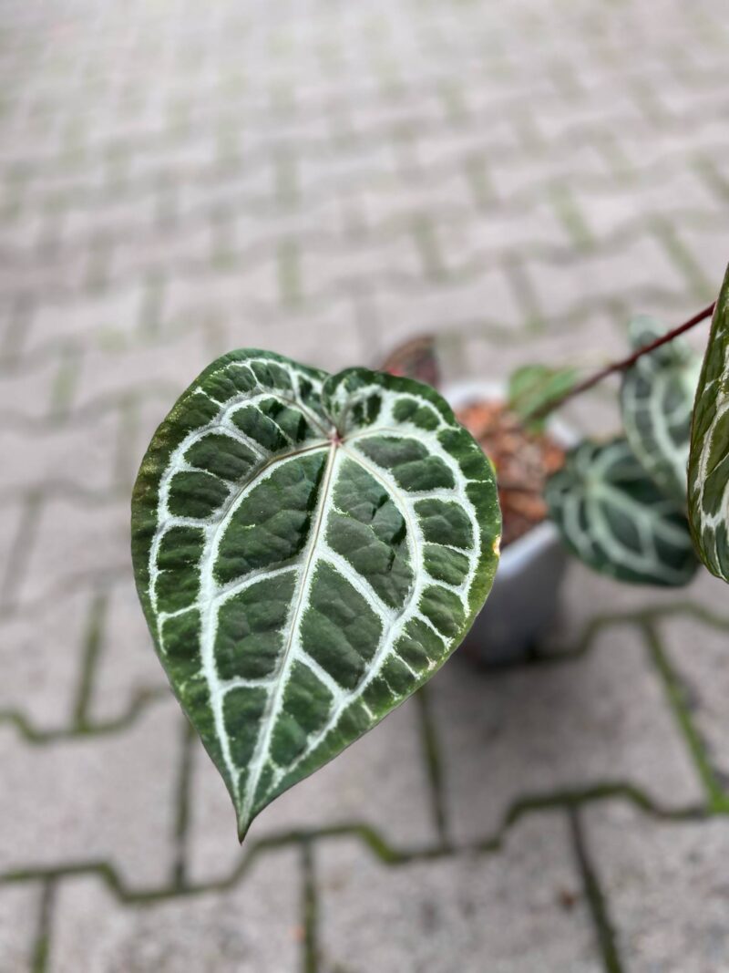 Dockblock Anthurium Michelle® ’11’ x Michelle® ‘1’